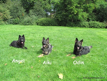 Angel met Aiki en Odin aan de wandel